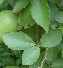 bilva patra plant seeds Bilva Patra Leaf / வில்வம் இலை / बेलपत्र - 108 Leaves