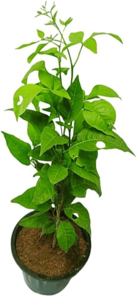 bilva patra plant seeds Bilva Patra Plant- Please call for shipping – Radhe Farms