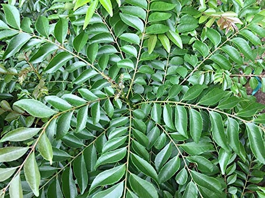 Curry Leaf (Florida - 5 LB)