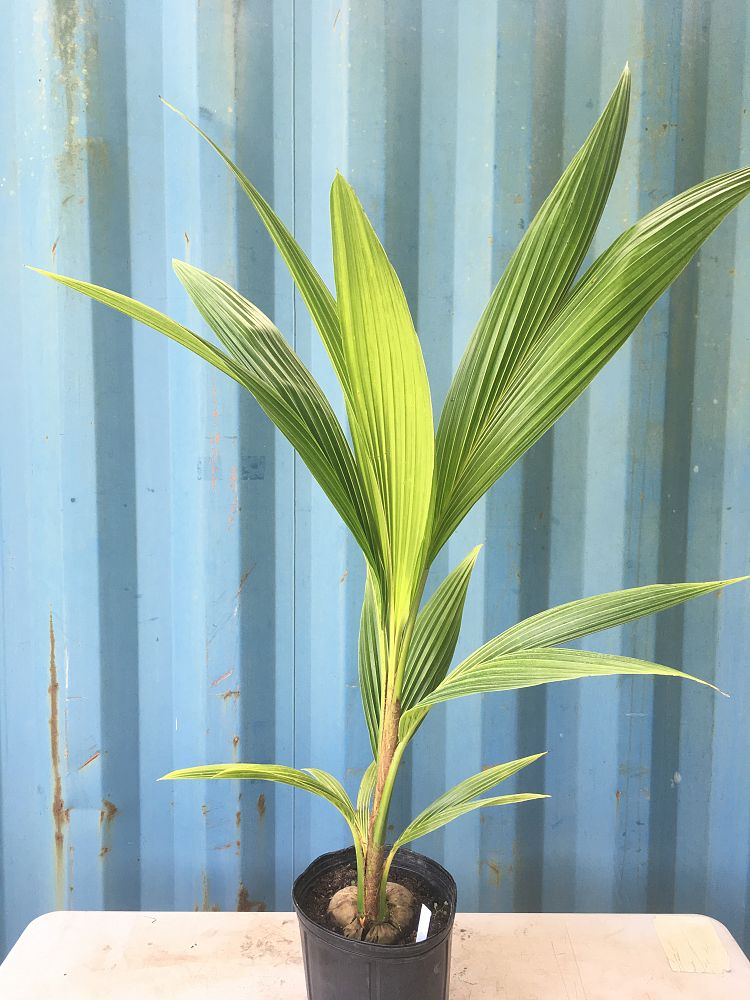 green malayan coconut palm Green Malayan Coconut Tree (5 Gallon) – Radhe Farms