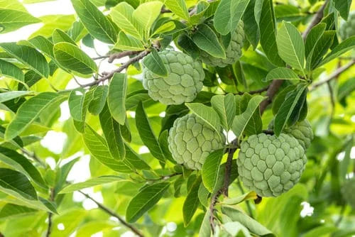 Sugar Apple / Sitaphal / Custard Apple Plant 3 GAL