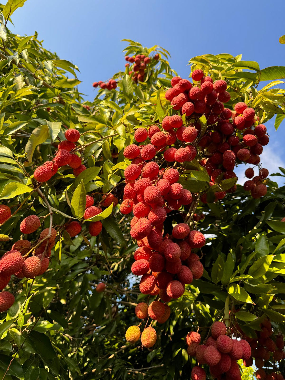Mauritius Lychee