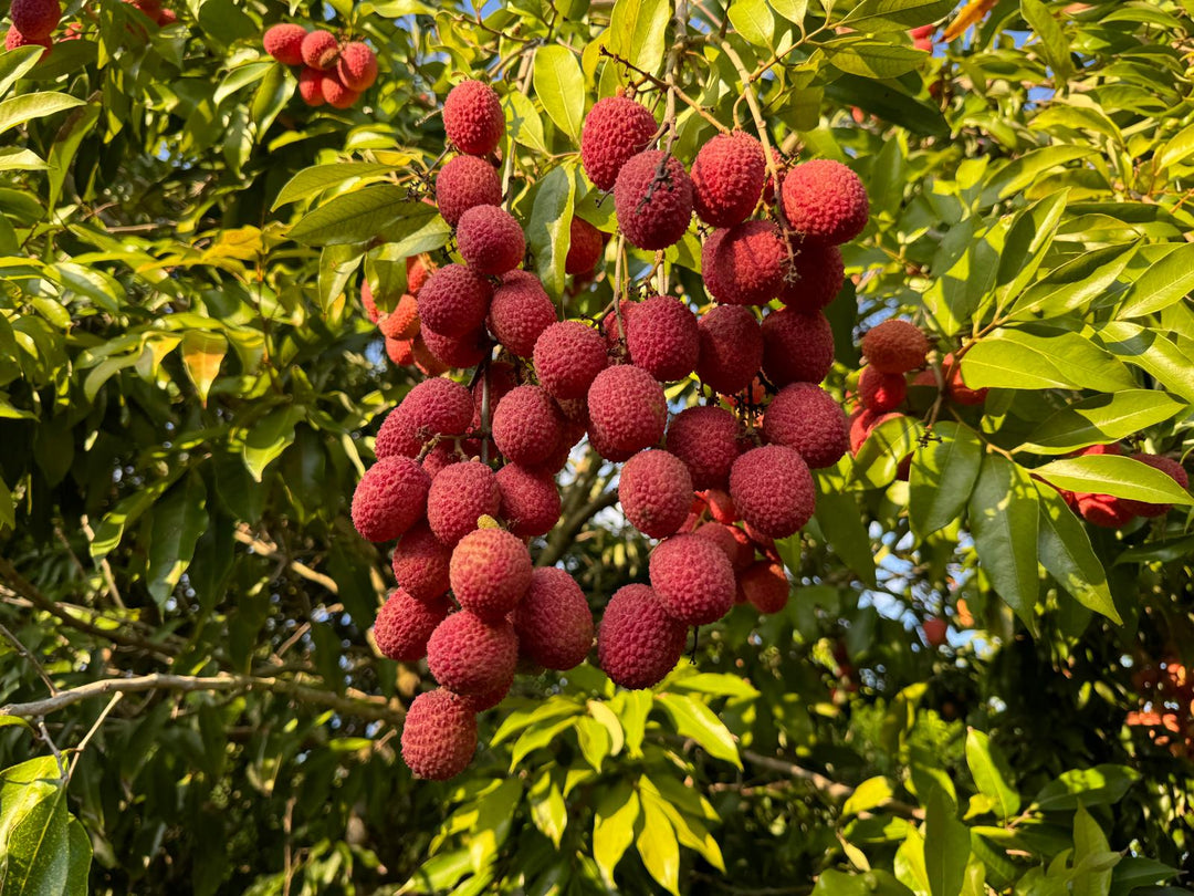 'Sweet Heart' Lychee