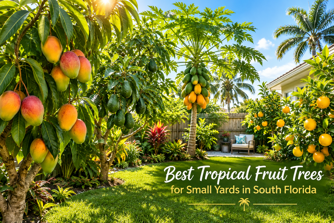 Best Tropical Fruit Trees for Small Yards in South Florida