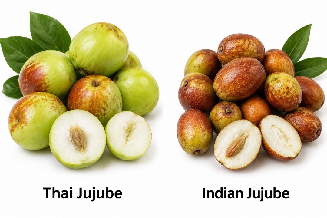 Thai vs. Indian Jujube: What's the Difference?