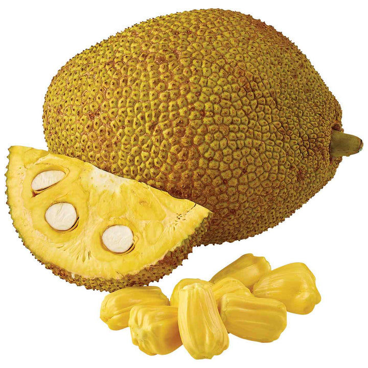 Yellow Jack Fruit