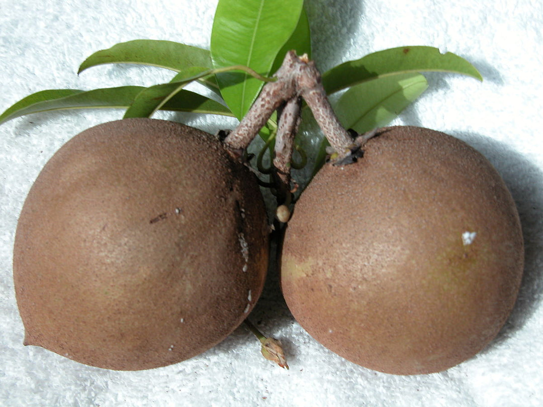 Sapodilla / Sapaote