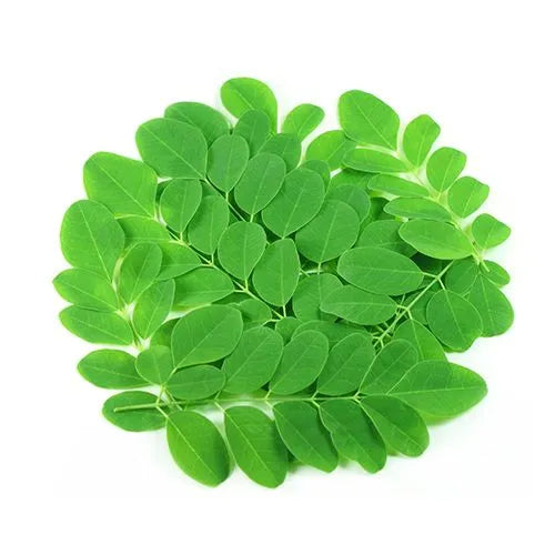 Moringa / முருங்கை / Drumstick Leaf - 5 LB - Free Shipping