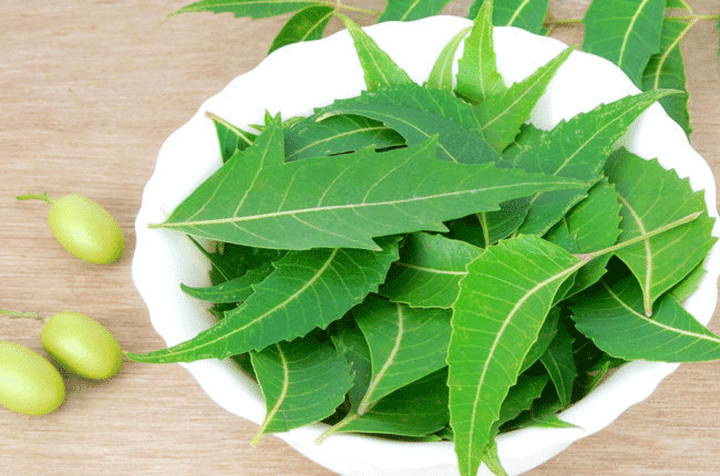 Neem Leaf / వేపాకు / வேப்பிலை - 1 LB - Free Shipping