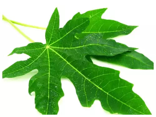 Green Papaya Leaf / பப்பாளி இலை சூப்- 5 LB - Free Express Shipping