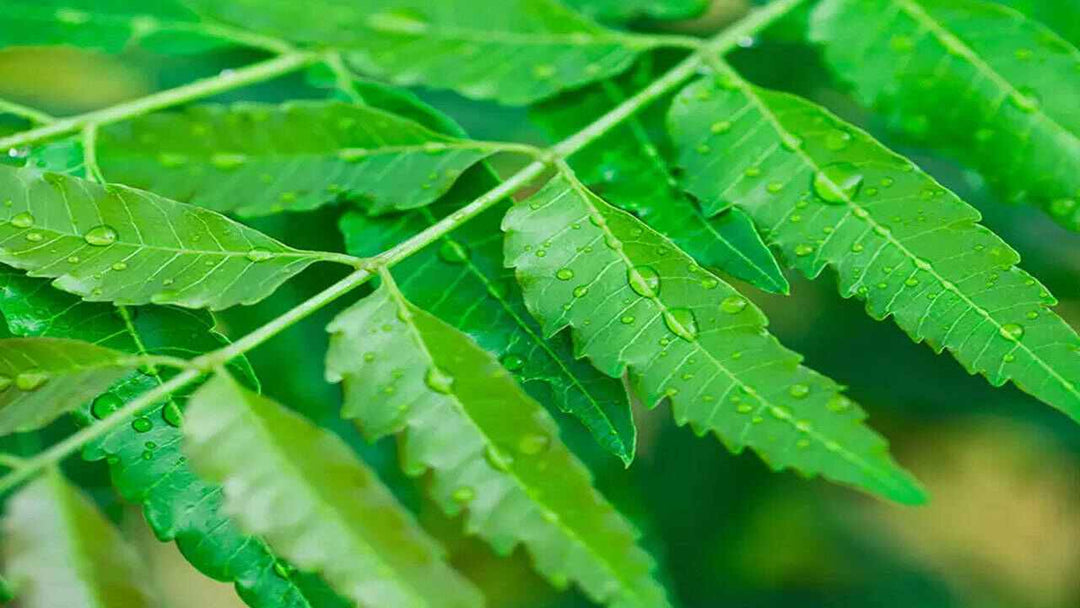 Neem Leaf / వేపాకు / வேப்பிலை - 1 LB - Free Shipping