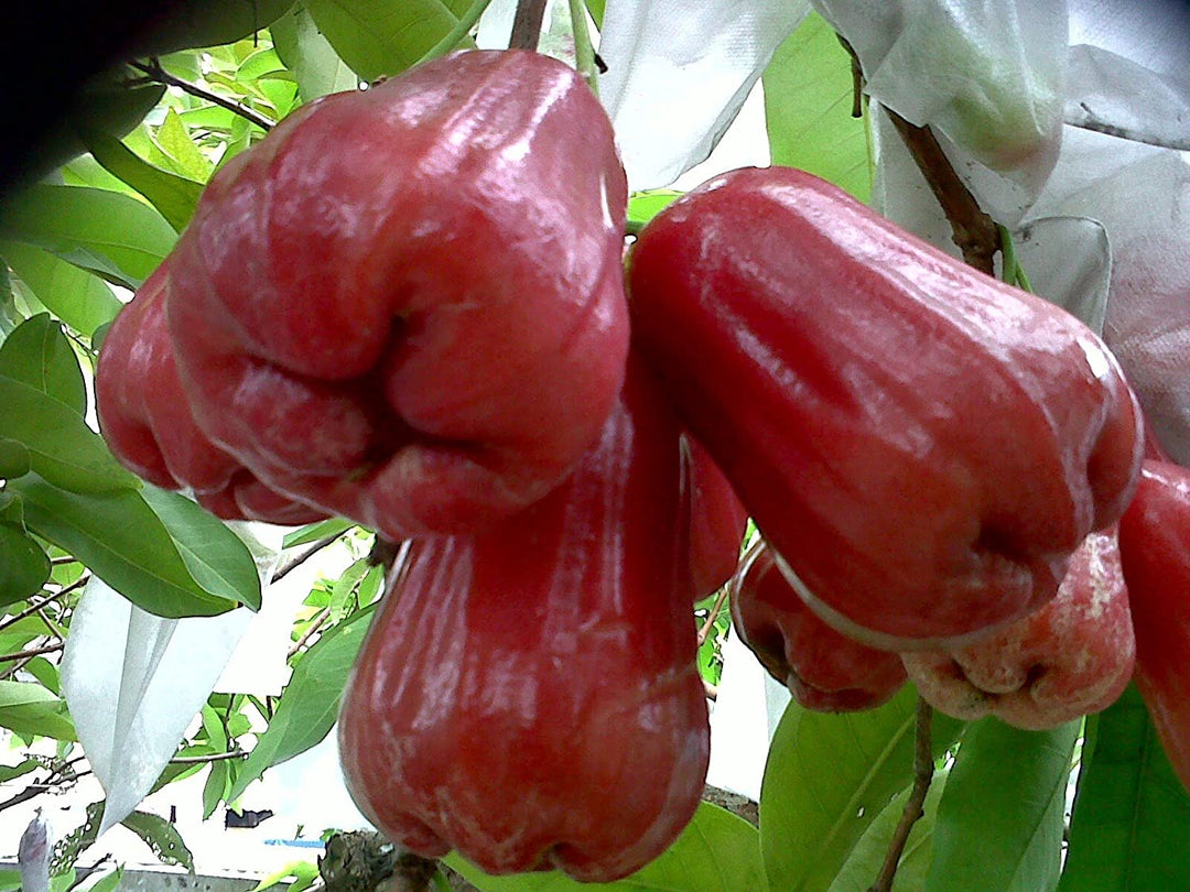 Wax Jambu/ Malay Apple/ Gulab Jamakai - 5 LB - Free Express Shipping