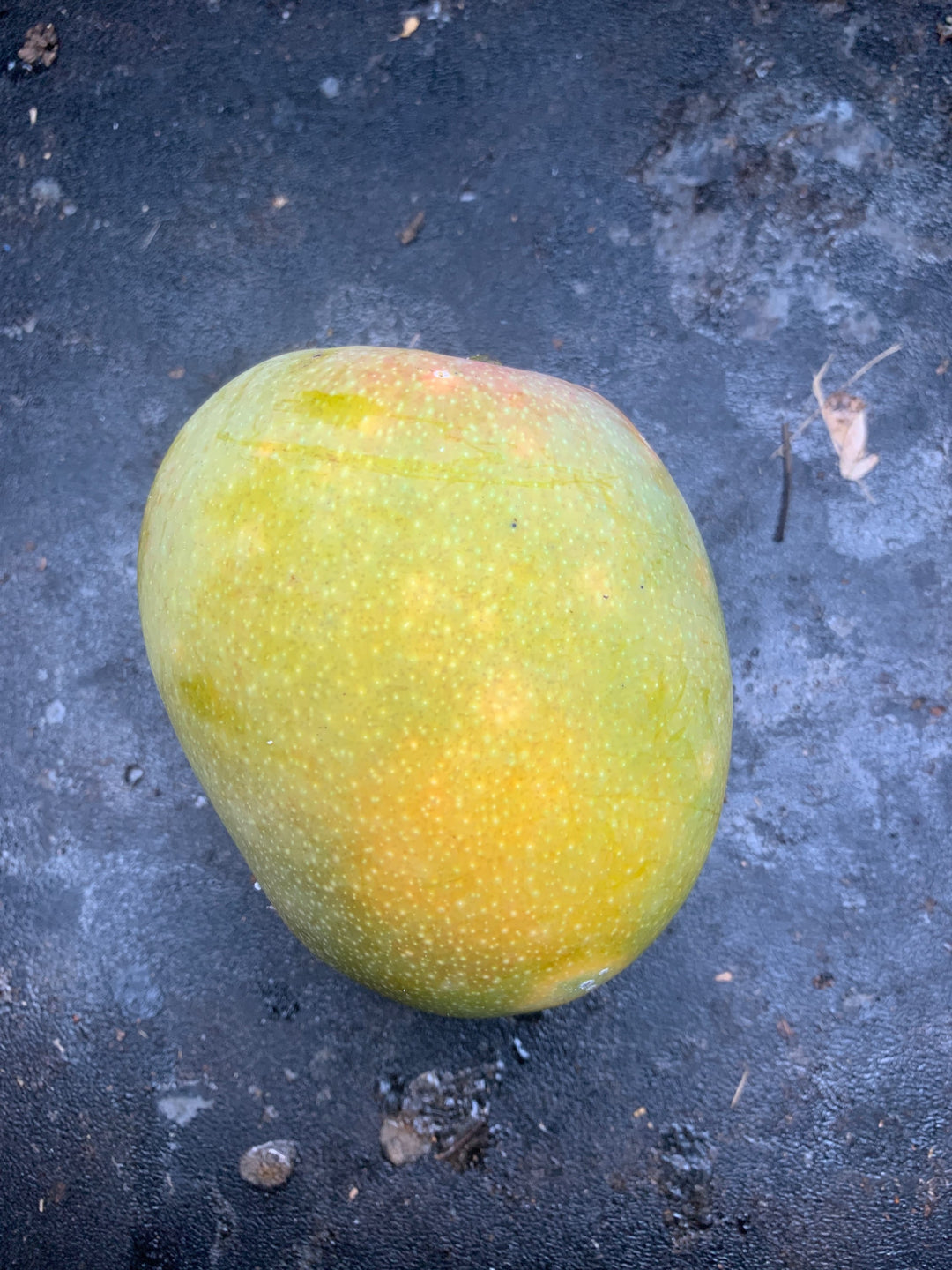 Mango - 9 LB with Free Express Shipping (Price varies based on variety)