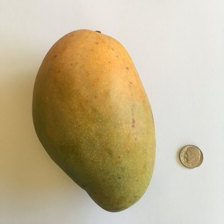 Mango - 9 LB with Free Express Shipping (Price varies based on variety)