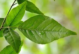 Bilva Patra Leaf /  வில்வம் இலை / बेलपत्र - 108 Leaves - Free Express Shipping