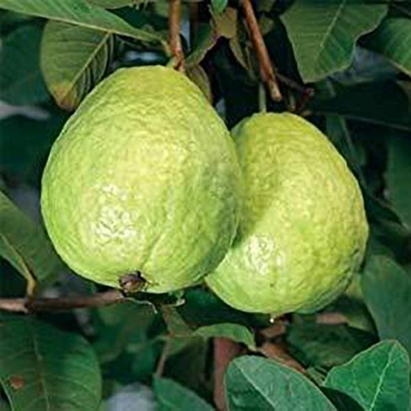 Honey Guava (FL 20 LB)