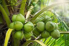 Tender Coconuts (Special for Coconut Water) - 8 Count 39.99 (Shipping Cost Extra)