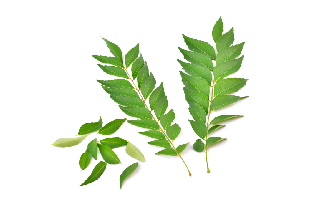 Curry Leaf / Kadi Patta / కరివేపాకు/ முள்ளு சீதா - 5 LB Free Shipping