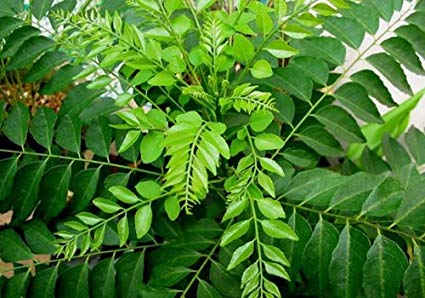 Curry Leaf / Kadi Patta / కరివేపాకు/ முள்ளு சீதா - 5 LB Free Shipping