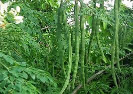 Drumsticks/Saragu/Moringa Pods - 5 LB with Free Shipping