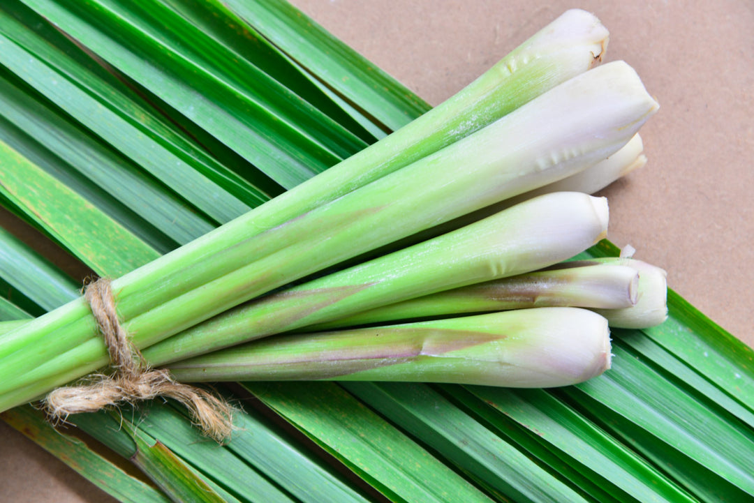 Lemon Grass / லெமன் கிராஸ் / गवती चहा / नींबू घास 1 LB - Free Express Shipping