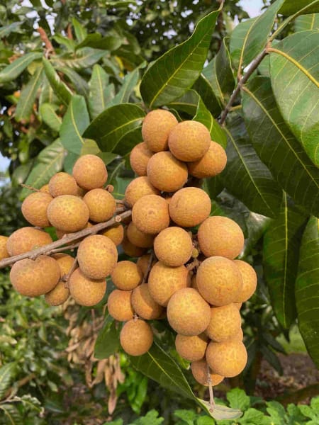 Longan Plant -  3 GAL - Free Shipping