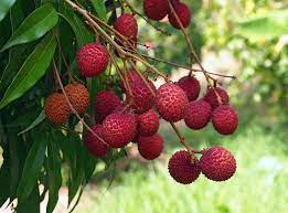 Lychee Plant  3 GAL - Free Shipping