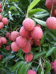 Lychee Plant  3 GAL - Free Shipping