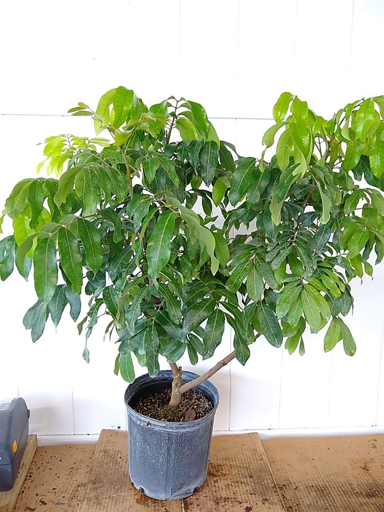lychee plant indoors Lychee Plant 3 GAL