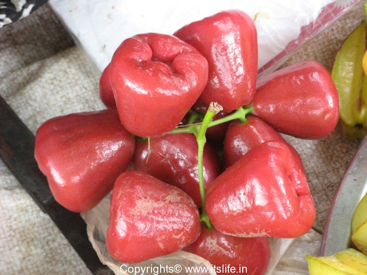 Malayan Apple 10 LB