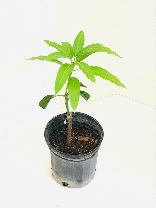 Mango Plant/Tree  3 GAL - Free Shipping ( 12 + Varieties)