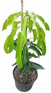 Mango Plant/Tree  3 GAL - Free Shipping ( 12 + Varieties)