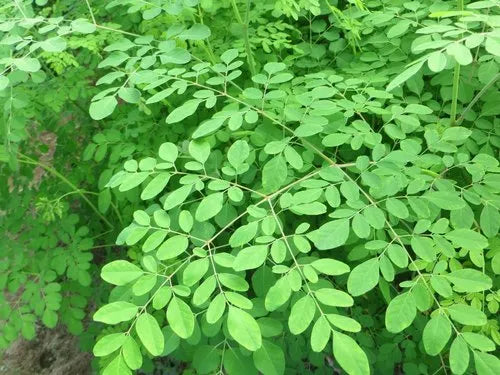 Moringa / முருங்கை / Drumstick Leaf - 5 LB - Free Shipping