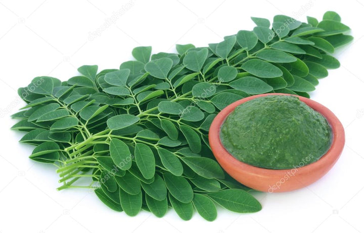 Moringa / முருங்கை / Drumstick Leaf - 5 LB - Free Shipping