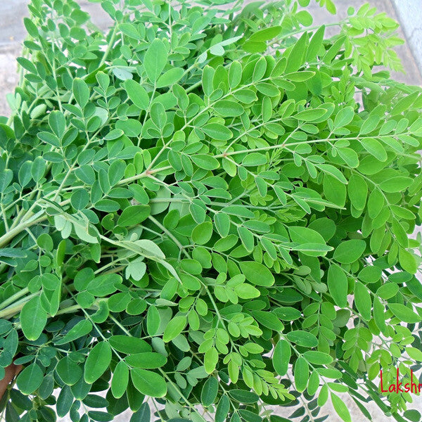 Moringa / முருங்கை / Drumstick Leaf - 5 LB - Free Shipping