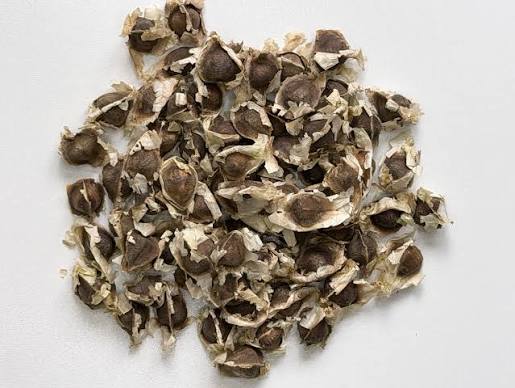 Moringa / Drumstick Seeds మునగ గింజలు முருங்கை விதைகள் മുരിങ്ങ വിത്തുകൾ સરગવાના બી / બીજ