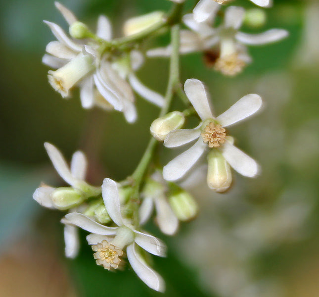 Neem Flower / வேப்பம்பூ / नीम फूल 1 LB - Free Express Shipping