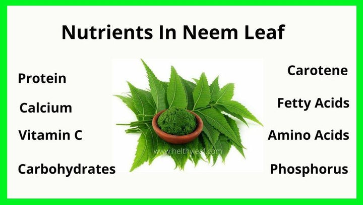 Neem Leaf / వేపాకు / வேப்பிலை - 1 LB - Free Shipping