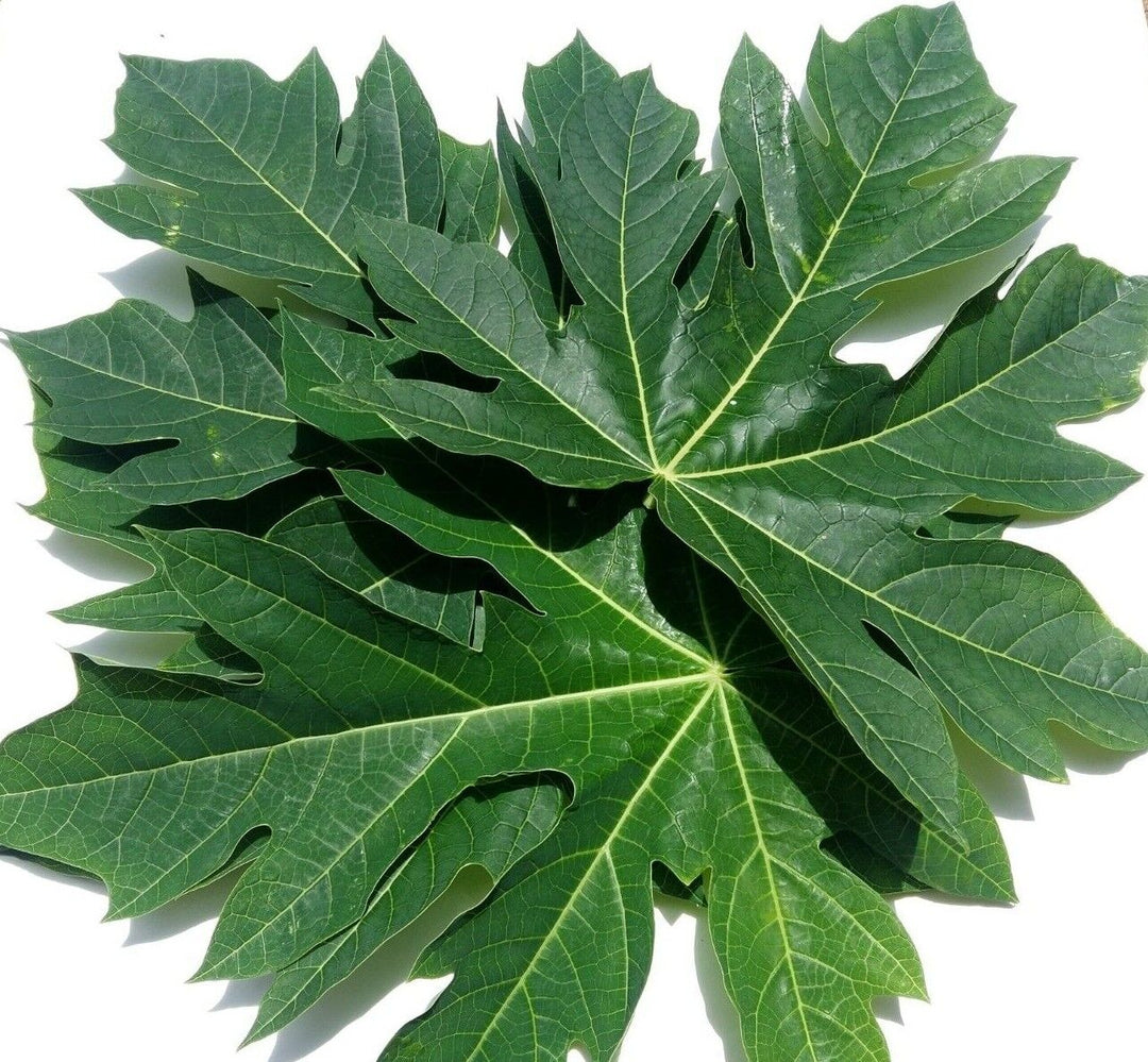 Green Papaya Leaf / பப்பாளி இலை சூப்- 5 LB - Free Express Shipping