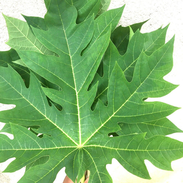 Green Papaya Leaf / பப்பாளி இலை சூப்- 5 LB - Free Express Shipping