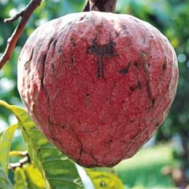 Rama phal/ Red Custard Apple