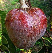 Rama phal/ Red Custard Apple