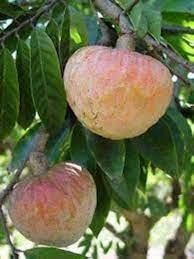 Rama phal/ Red Custard Apple