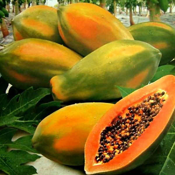 Papaya