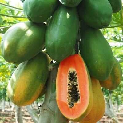 Papaya