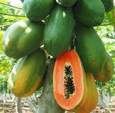 Papaya  (Red Lady) Plant  3 GAL - Free Shipping