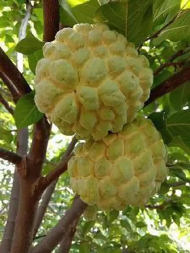 Sitaphal / Sugar Apple / Custard  Apple / Annona (2-3 weeks wait time)