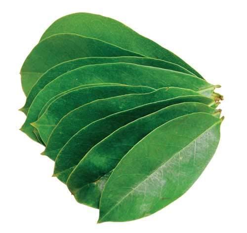 Guanabana / Soursop Leaf / முள்ளு சீதா - 1 LB - Free Express Shipping