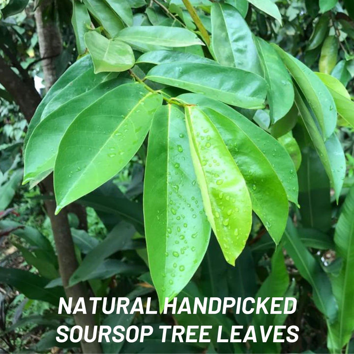 Guanabana / Soursop Leaf / முள்ளு சீதா - 1 LB - Free Express Shipping