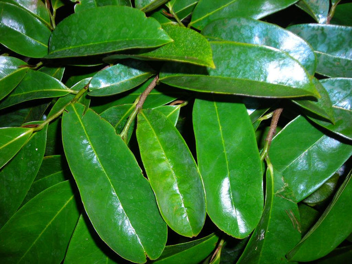 Guanabana / Soursop Leaf / முள்ளு சீதா - 1 LB - Free Express Shipping